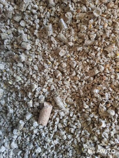 Семена многолетних и однолетних трав. Зерно овёс