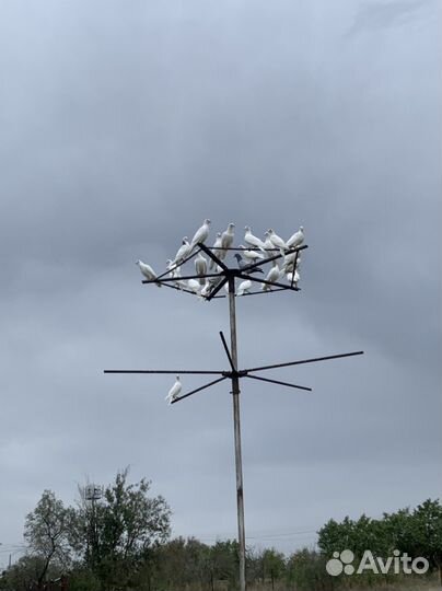 Голуби Спортивные почтовые На свадьбу и торжество