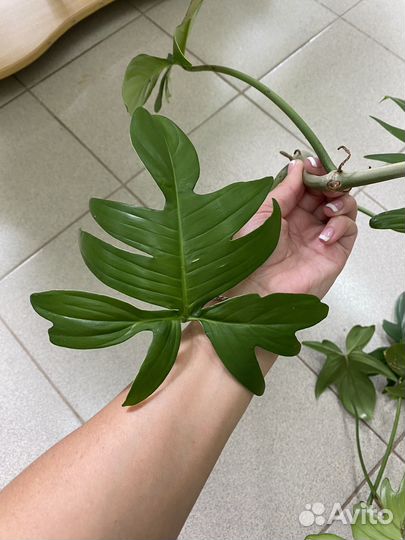 Филолендрон