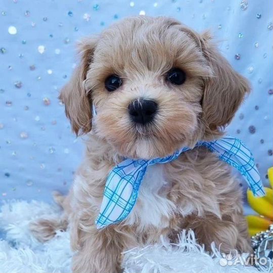 Мальтипу крошки