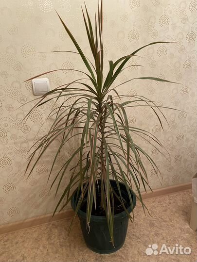 Драцена