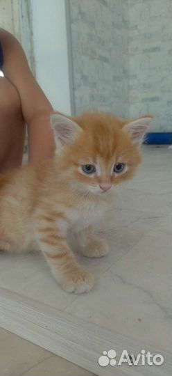 Рыжий котенок в добрые руки