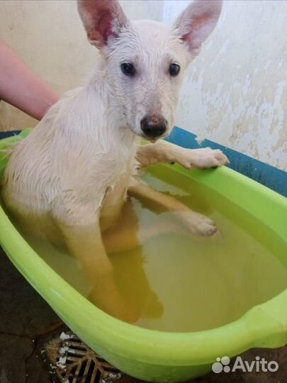 Отдам бесплатно щенки метисы