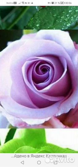 Роза кустовая