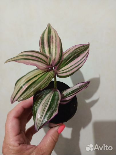 Укорененные черенки традесканций