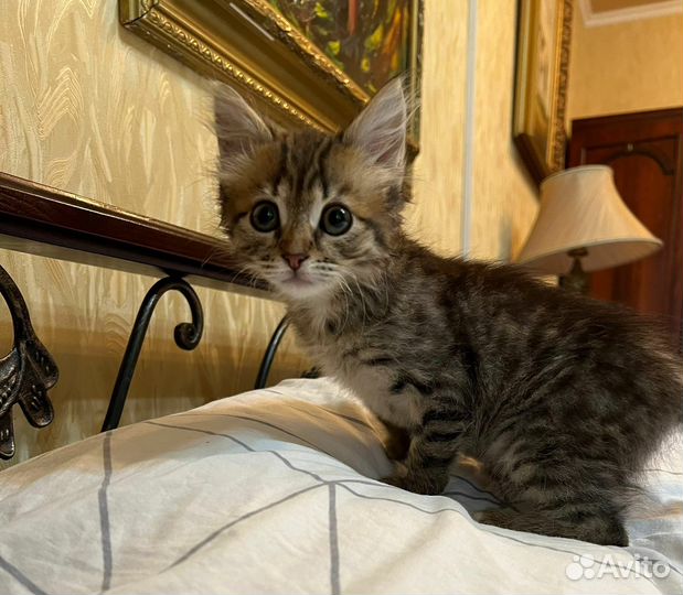 Котенок в добрые руки