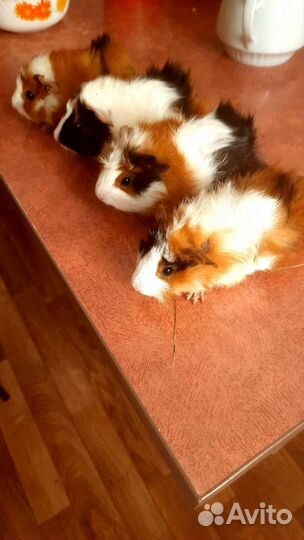 Морские свинки Аббисинские