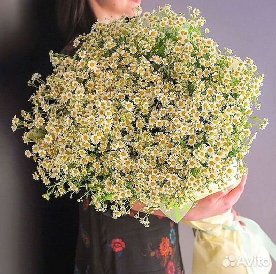 Цветы ромашки