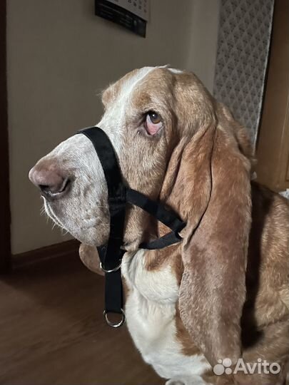 Намордник недоуздок для собак, xl