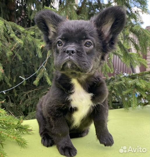 Французский бульдог, девочка