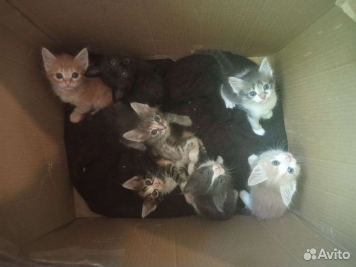 Котята в добрые руки бесплатно