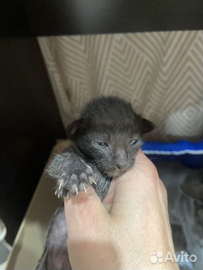 Ориентальные котята