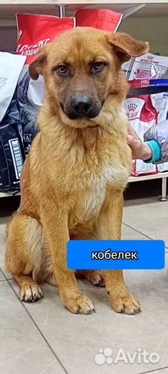Пёсик добрейший