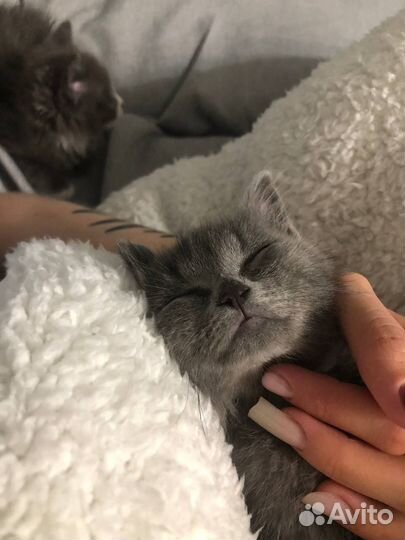 Котенок девочка в добрые руки