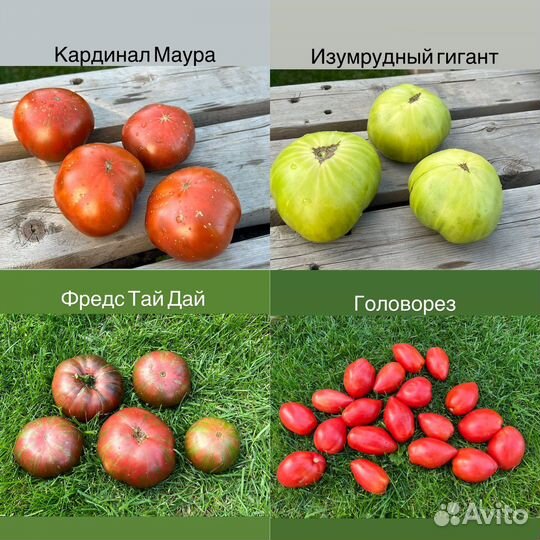 Гном томатный