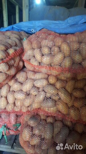 Продам картофель едовой и семенной
