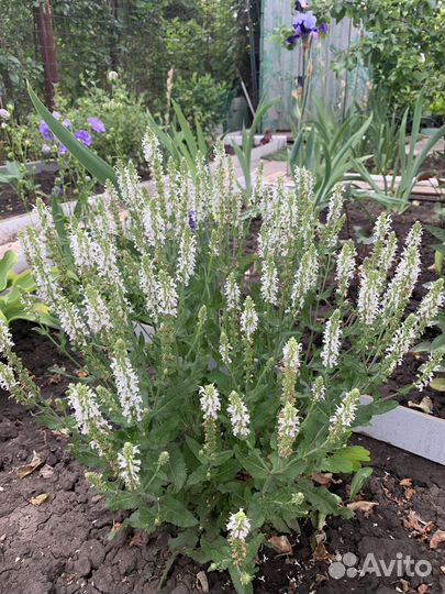 Шалфей (сальвия) дубравный Блаухугель