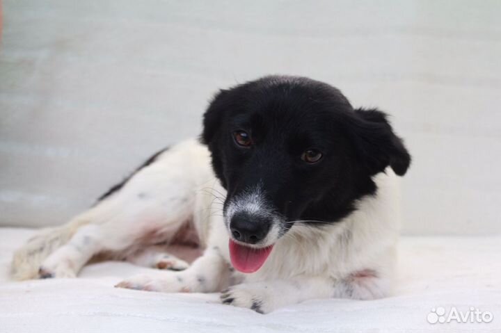 Собачка метис с вельш- корги в дар