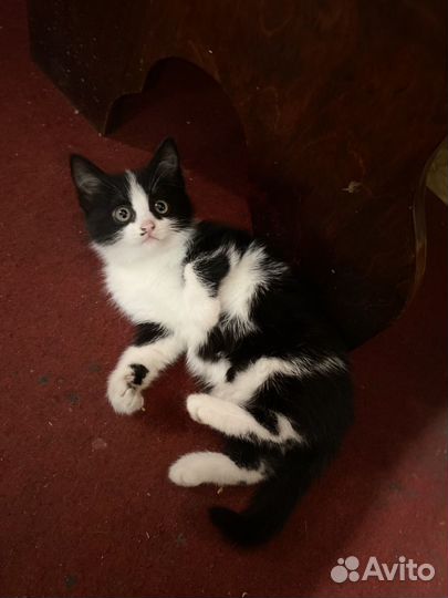 Котенок девочка