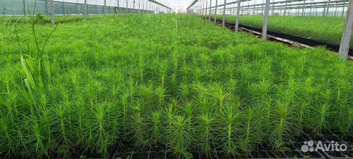 Саженцы ели европейской зкс оптом