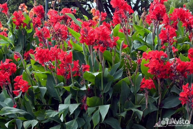 Цветы канны