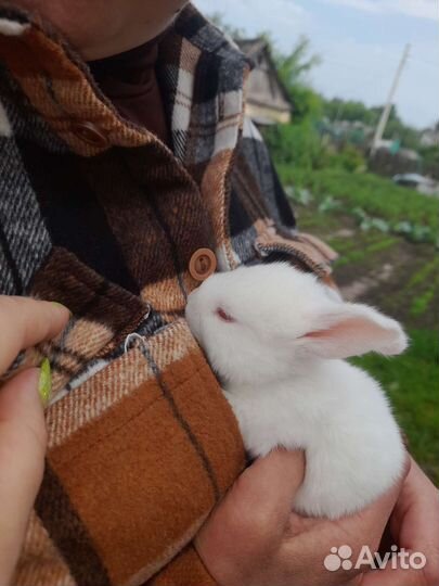 Кролики деревенские