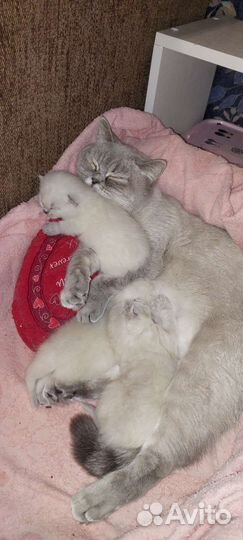 Шотландские котята