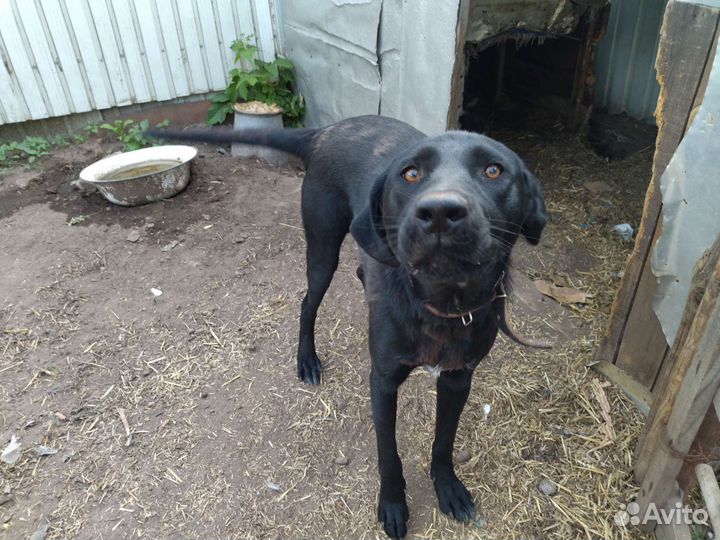 Собаки бесплатно в добрые руки