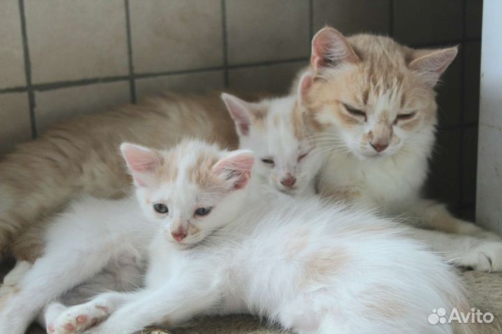 Котята мальчик и девочка