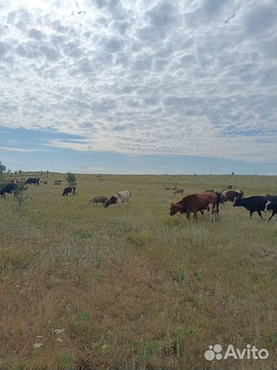 Продам тёлак