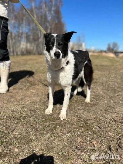 Собака в добрые руки, Луша