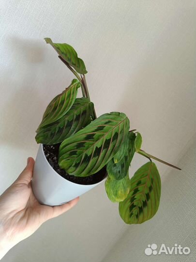 Маранта триколор