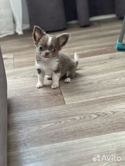 Чихуахуа из питомника