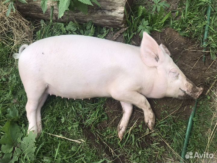 Продажа свиней живым весом