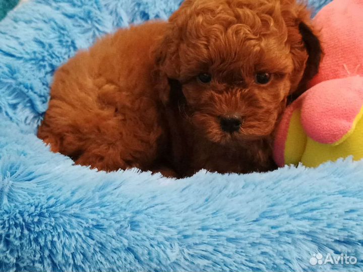 Мальтипу мини тедди