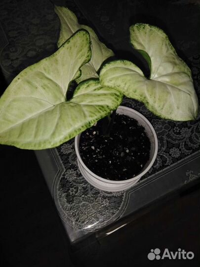 Цветы сингониум