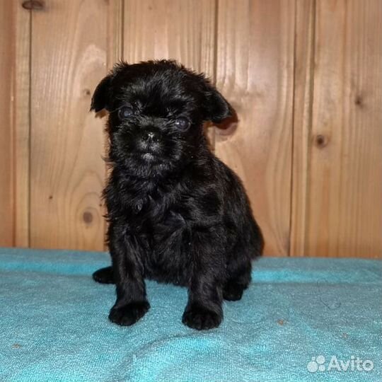 Малыши Аффенята