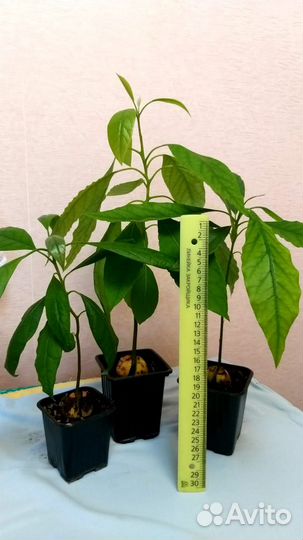 Экзотические, тропические растения