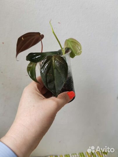 Сциндапсус, Филодендрон Белая Кобра