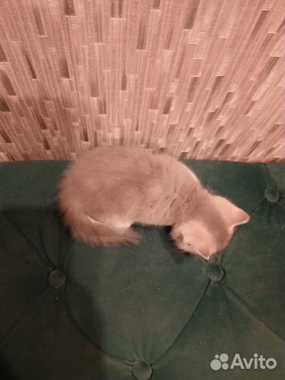 Британский лиловый