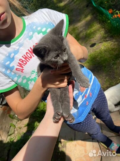 Кошка в дар бесплатно