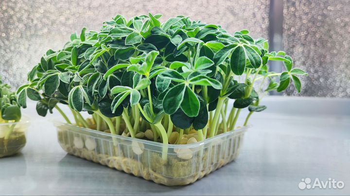 Микрозелень