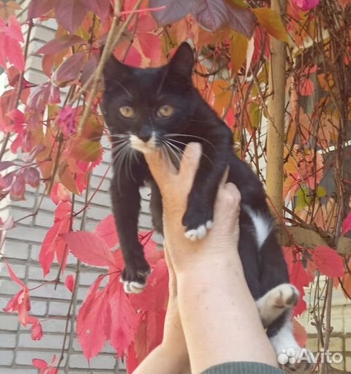 Котики бесплатно в добрые руки