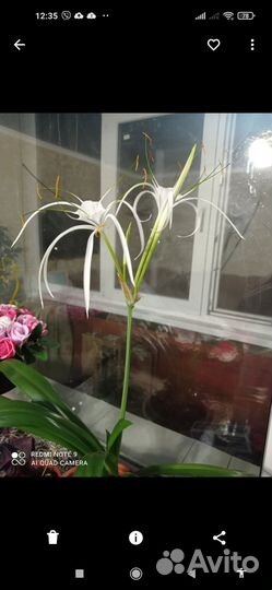 Гименокаллис