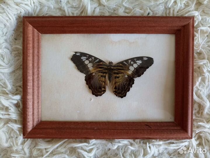 Тропические бабочки в рамке