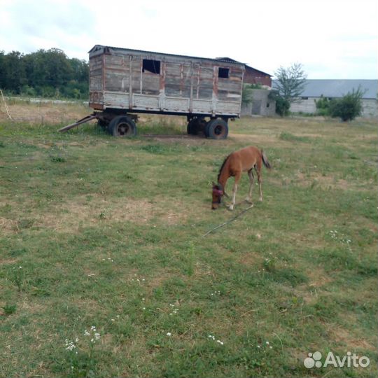 Жеребец маленький лошадь