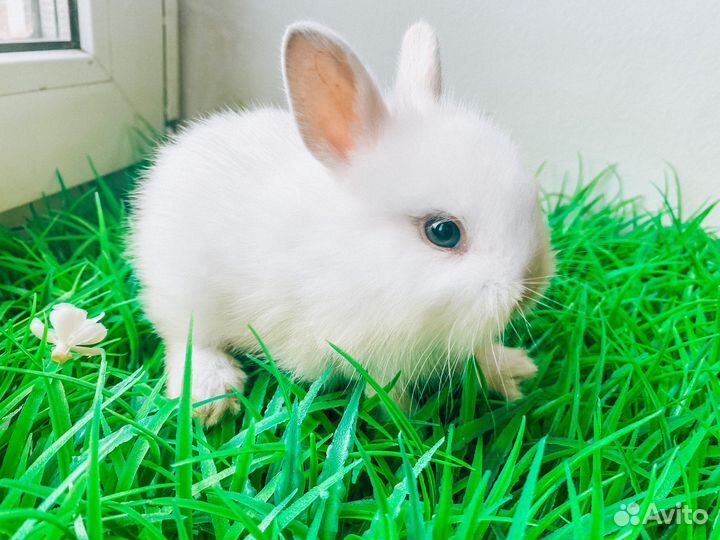 Карликовый кролик