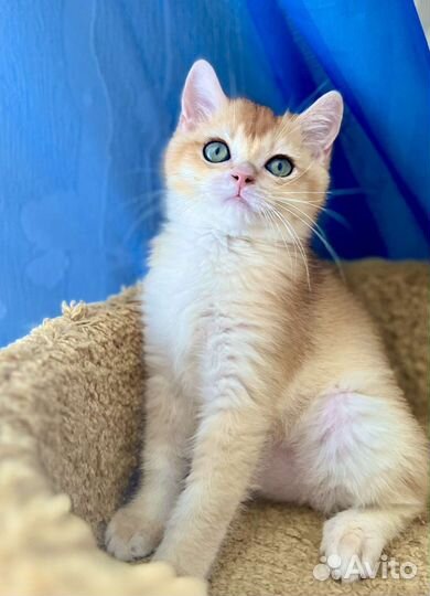 Шотландская золотая и серебристая Шиншилла