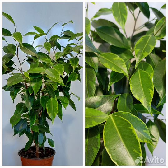 Фикусы,бегония,традесканция