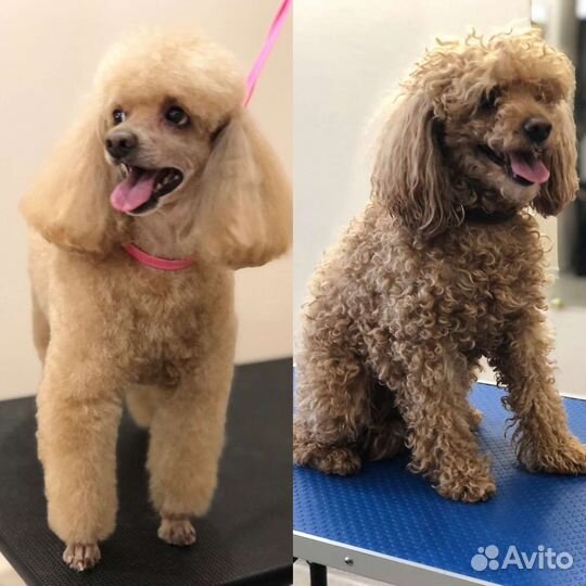 Груминг- стрижка собак